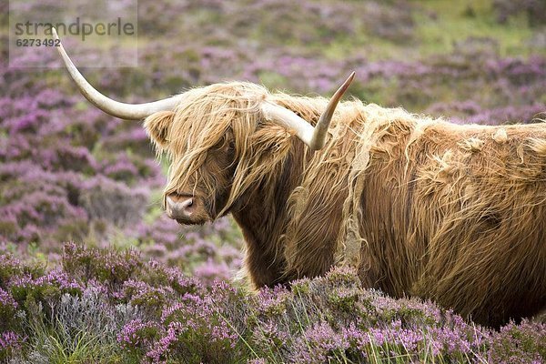 Hausrind  Hausrinder  Kuh  zwischen  inmitten  mitten  nahe  Europa  Großbritannien  Highlands  Heidekraut  Erica herbacea  Erica carnea  Kuh  grasen  Isle of Skye  Schottland