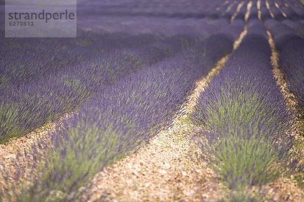 Lavendelfelder  Provence  Frankreich  Europa