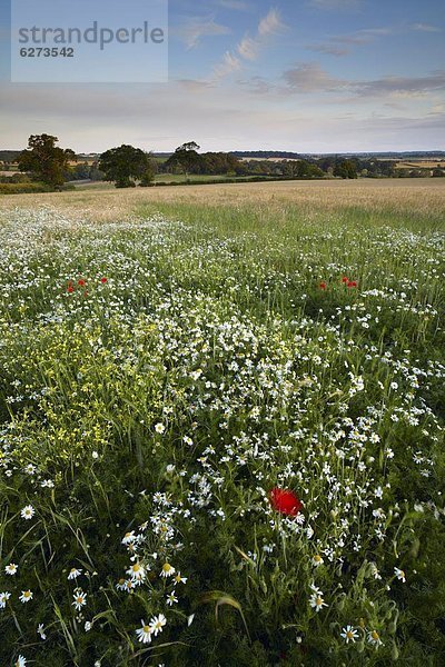 nahe  Europa  Ländliches Motiv  ländliche Motive  Sommer  Abend  Großbritannien  England