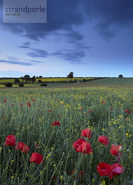 Europa  Schönheit  Blume  Großbritannien  Feld  ungestüm  Norfolk  England