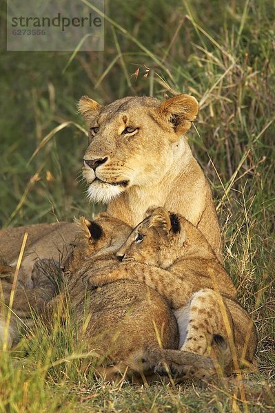 Ostafrika  Raubkatze  2  Jungtier  Afrika  Kenia  Löwe - Sternzeichen  Löwin