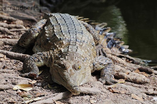 Leistenkrokodil  Crocodylus porosus  Pazifischer Ozean  Pazifik  Stiller Ozean  Großer Ozean  Australien  Northern Territory