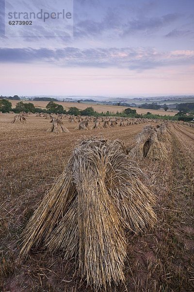 Mais Zuckermais Kukuruz Europa Großbritannien Morgendämmerung Feld Devon England