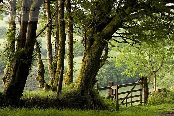 Europa  Ländliches Motiv  ländliche Motive  Baum  Großbritannien  öffentlicher Ort  Reitweg  England  Somerset