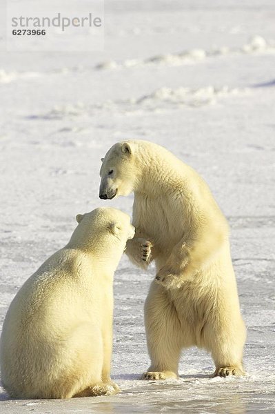 Bär  Nordamerika  2  Sparring  Manitoba