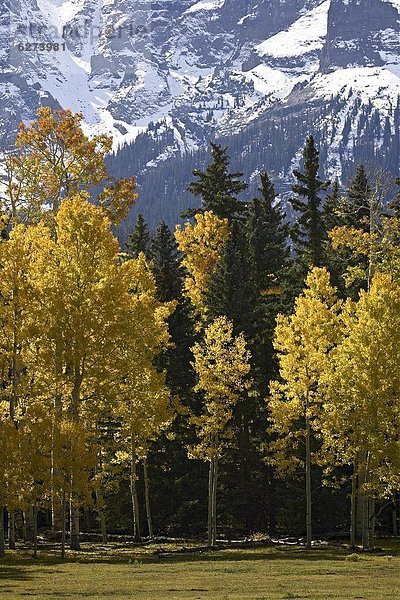 Farbaufnahme  Farbe  Nordamerika  Espe  Populus tremula  immergrünes Gehölz  Colorado