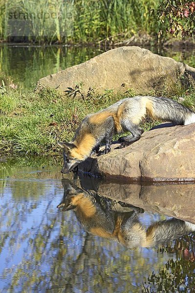 Vereinigte Staaten von Amerika  USA  Wasser  überqueren  Ecke  Ecken  Spiegelung  Nordamerika  rot  trinken  Zustand  Kreuz  Fuchs  Minnesota  Sandstein