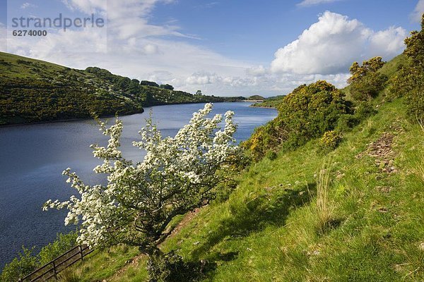 nebeneinander  neben  Seite an Seite  Europa  Baum  Großbritannien  Blüte  Devon  England  Weißdorn  Stausee