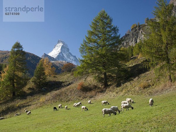 Europa  Westalpen  Schweiz  Zermatt