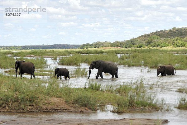 Südliches Afrika  Südafrika  Kruger Nationalpark  Afrika
