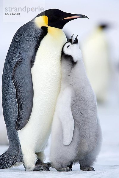 Jungvogel  Erwachsener  Antarktis  Pinguin  Weddellmeer