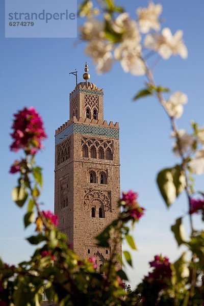 Nordafrika  Afrika  Marrakesch  Marokko