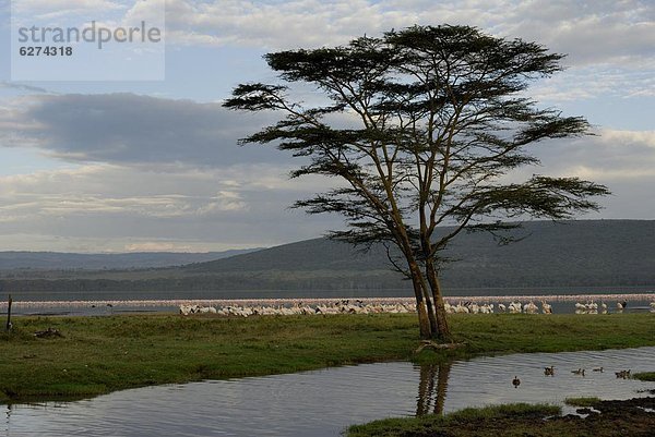 Lake Nakuru Nationalpark  Kenia  Ostafrika  Afrika
