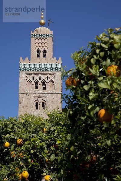 Nordafrika  Afrika  Marrakesch  Marokko