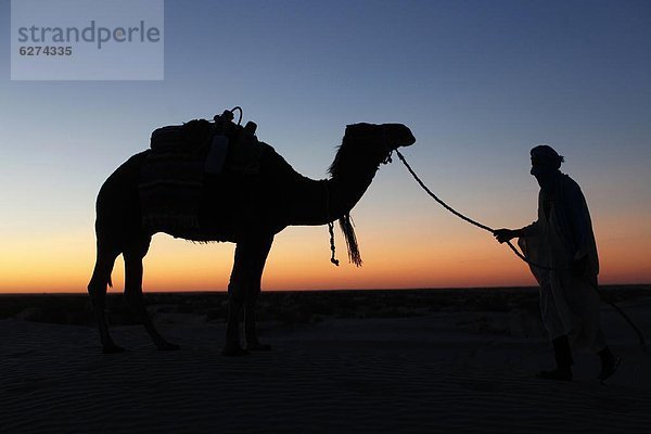 Nordafrika  fahren  Wüste  Sahara  Afrika  Kamel  Abenddämmerung  Tunesien