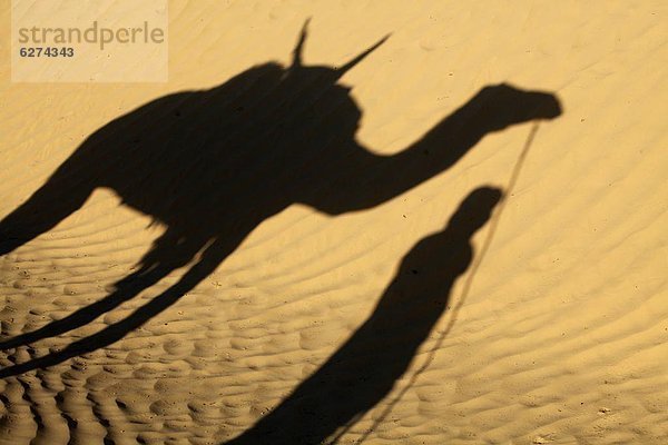 Nordafrika  Schatten  Wüste  Sahara  Fahrersitz  Afrika  Kamel  Tunesien