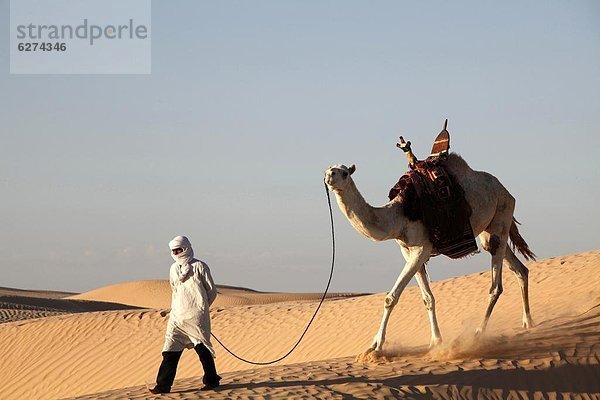 Nordafrika  fahren  Wüste  Sahara  Afrika  Kamel  Tunesien