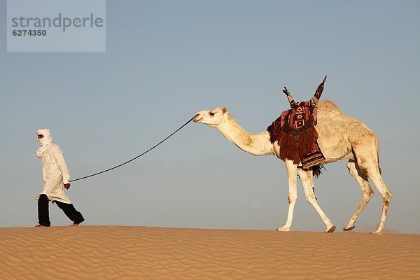 Nordafrika  fahren  Wüste  Sahara  Afrika  Kamel  Tunesien