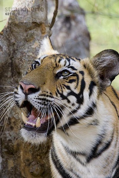 Raubkatze  Tiger  Panthera tigris  Indien  indische Abstammung  Inder  Asien