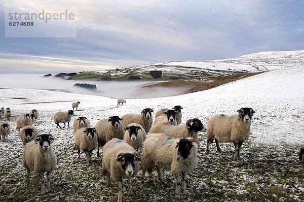 Europa  Winter  Großbritannien  warten  Schaf  Ovis aries  füttern  Cumbria  England