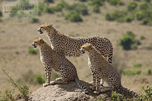 Ostafrika  Gepard  Acinonyx jubatus  2  Jungtier  Masai Mara National Reserve  Mutter - Mensch  Afrika  Kenia