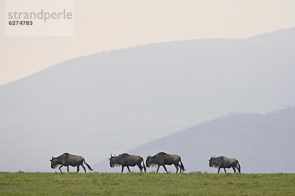 Ostafrika  4  blau  Gnu  Serengeti Nationalpark  Afrika  Tansania