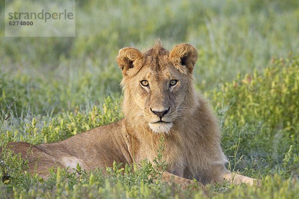 Ostafrika  Serengeti Nationalpark  Afrika  Tansania