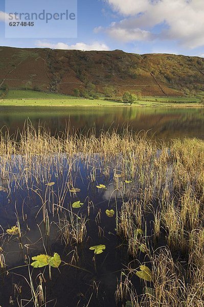 Europa  Großbritannien  Borrowdale  Herbst  Cumbria  England