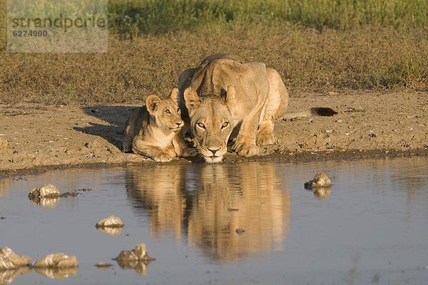 Südliches Afrika  Südafrika  Afrika  Northern Cape  Nordkap