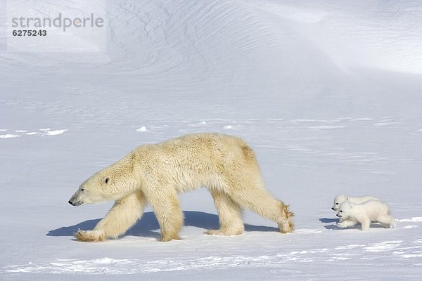 Eisbär (Ursus Maritimus) Mutter mit zwei jungen  Wapusk-Nationalpark  Churchill  Hudson Bay  Manitoba  Kanada  Nordamerika
