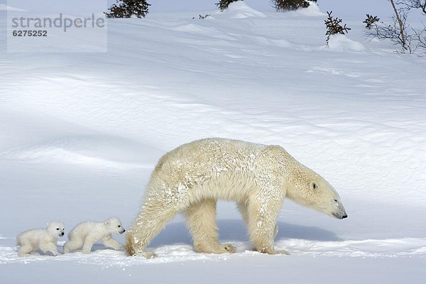 Eisbär (Ursus Maritimus) Mutter mit zwei jungen  Wapusk-Nationalpark  Churchill  Hudson Bay  Manitoba  Kanada  Nordamerika