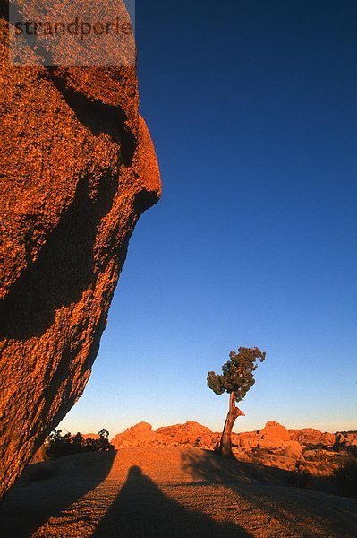 Vereinigte Staaten von Amerika  USA  Felsbrocken  Sonnenuntergang  Baum  Schatten  Nordamerika  Joshua Tree  Yucca brevifolia  Kalifornien