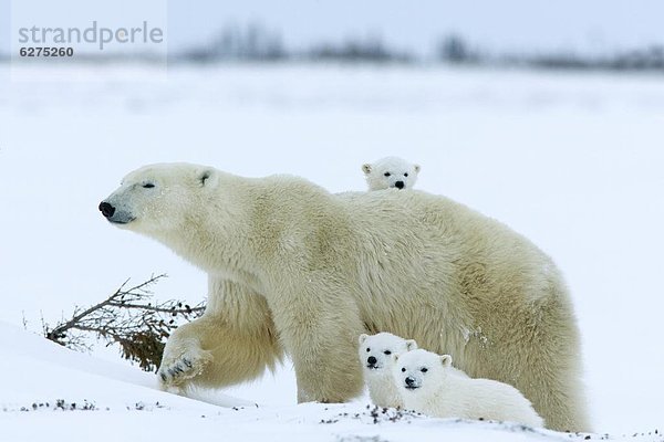 Eisbär (Ursus Maritimus) Mutter mit Triolen  Wapusk-Nationalpark  Churchill  Hudson Bay  Manitoba  Kanada  Nordamerika