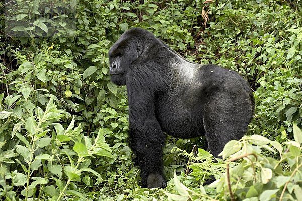 Profil  Profile  stehend  Berg  Afrika  Gorilla  Ruanda