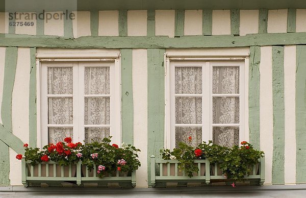 Storchschnäbel Frankreich Europa Blume Gebäude grün weiß bunt Hälfte Normandie