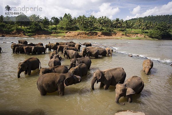 Elefanten Baden im Fluss  Elefantenwaisenhauses Elefanten-Waisenhaus in der Nähe von Kegalle  Hill Country  Sri Lanka  Asien