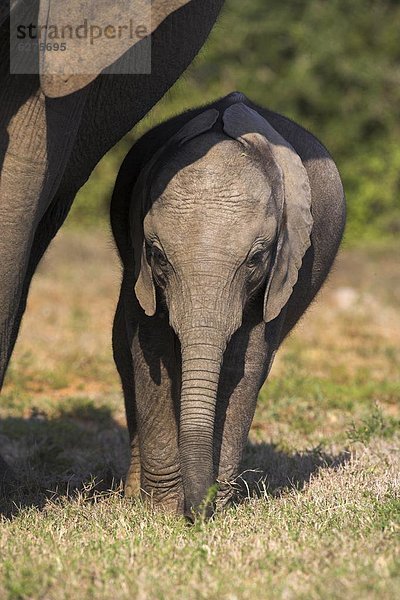 Südliches Afrika  Südafrika  Eastern Cape  Ostkap