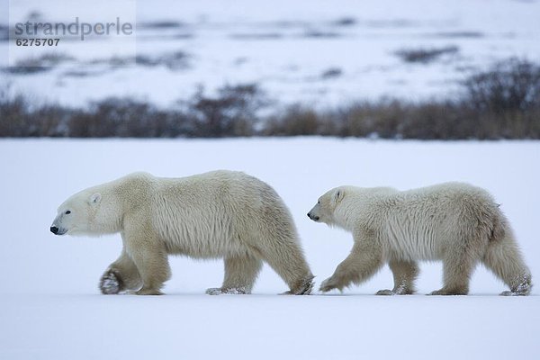 Eisbär  Ursus maritimus  Nordamerika  Kanada  Manitoba
