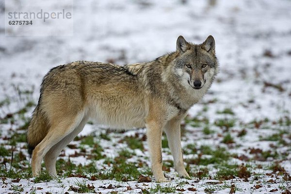 Wolf Canis lupus Europa Naturschutzgebiet Deutschland