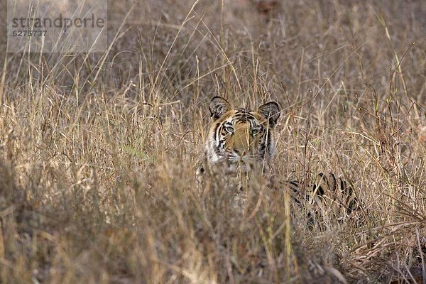 Bengal Tiger  Panthera Tigris Tigris  Bandhavgarh Nationalpark  Madhya Pradesh  Indien  Asien