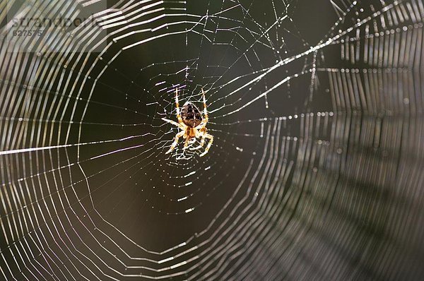 Einkaufszentrum  Spinnwebe  Spinne