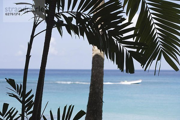 Palme  Karibik  Westindische Inseln  Barbados  Mittelamerika  Westküste