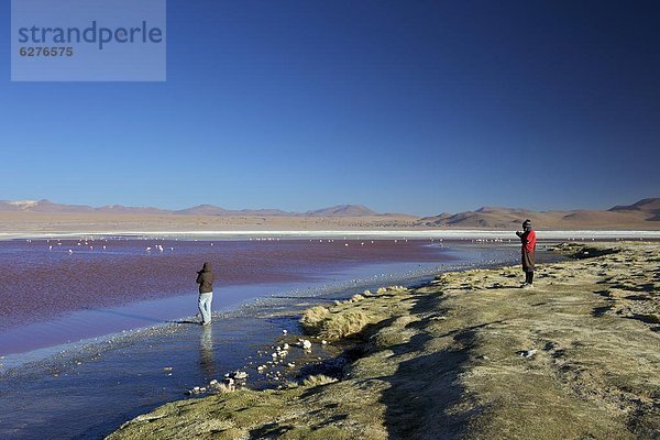 See  Süden  Tier  Anden  Naturschutzgebiet  Bolivien  Speisesalz  Salz  Südamerika