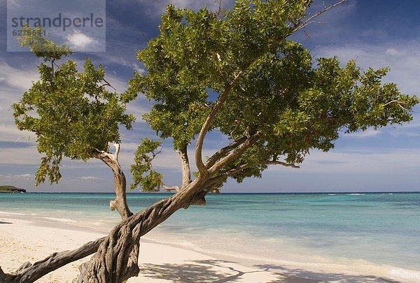 Strand  Baum  Wachstum  Karibik  Westindische Inseln  Mittelamerika  Kuba