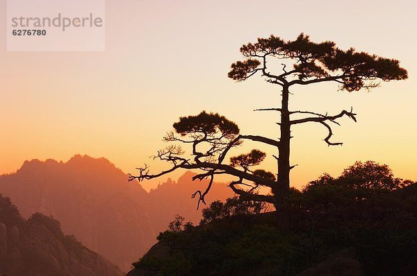 Kiefer  Pinus sylvestris  Kiefern  Föhren  Pinie  China  Anhui  UNESCO-Welterbe  Asien