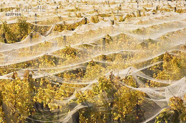 Pazifischer Ozean  Pazifik  Stiller Ozean  Großer Ozean  neuseeländische Südinsel  Neuseeland  Weinberg  Wanaka