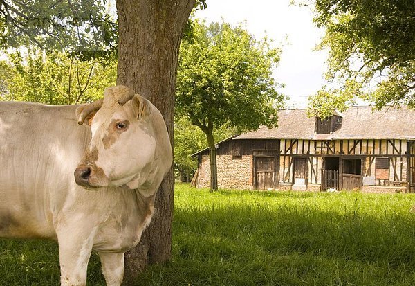 Hausrind Hausrinder Kuh Frankreich Europa Tradition frontal Scheune Kuh Hälfte Normandie alt