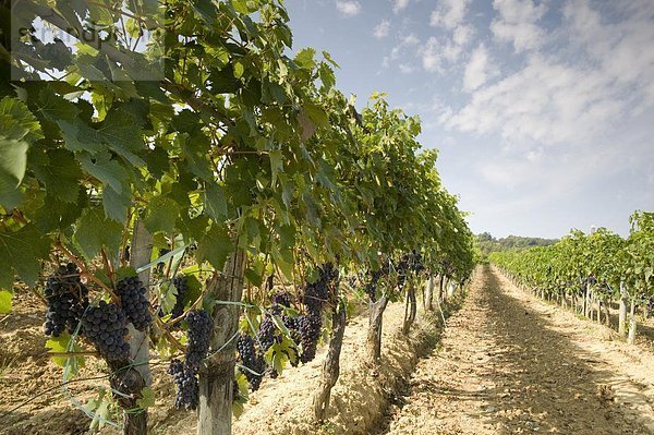 nahe  Europa  Start  ernten  Weintraube  Italien  Montalcino  Toskana