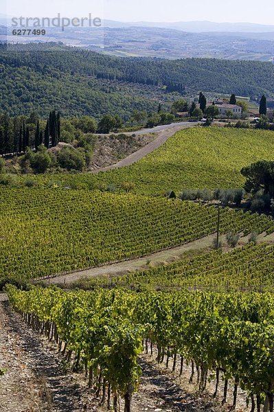 Europa  über  Ansicht  Weinberg  Chianti  Italien  Toskana