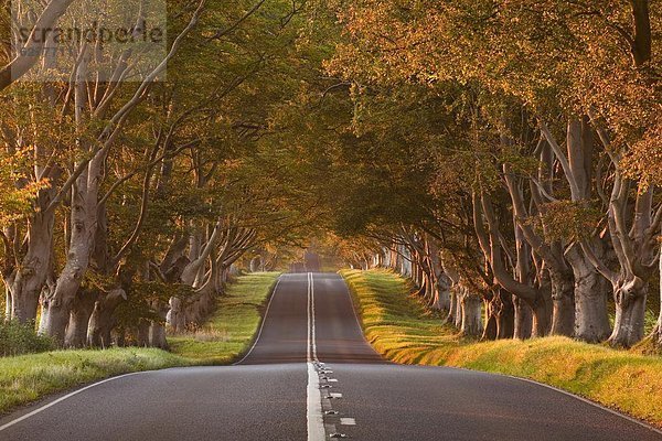 Biegung  Biegungen  Kurve  Kurven  gewölbt  Bogen  gebogen  Europa  Großbritannien  Fernverkehrsstraße  Buche  Buchen  Allee  Dorset  England